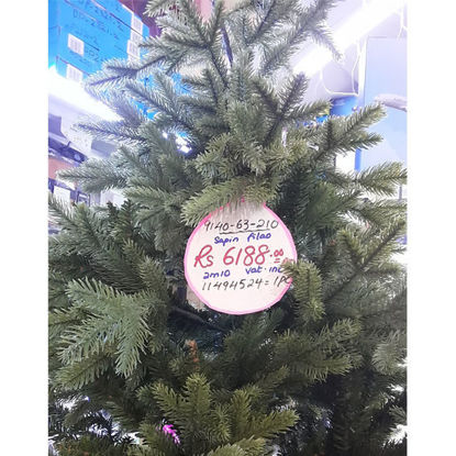 Picture of Xmas Tree Filao - 7ft / 210cm